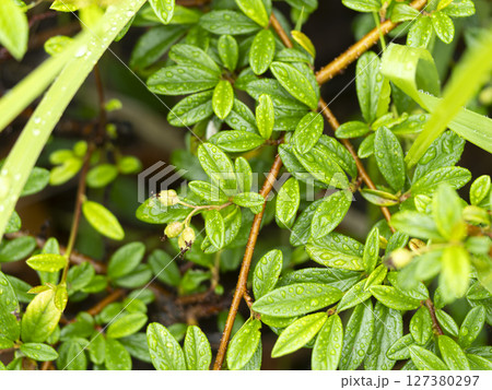 雨に濡れたコトネアスターの果実 127380297