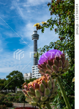 横浜山下公園の朝 アーティチョークとマリンタワー 横浜山下公園の朝 アーティチョークとマリンタワー 127380454