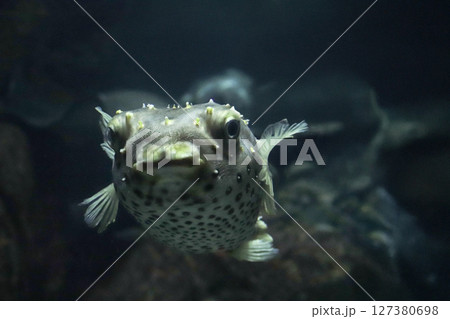 尾びれのないイガグリフグ 127380698