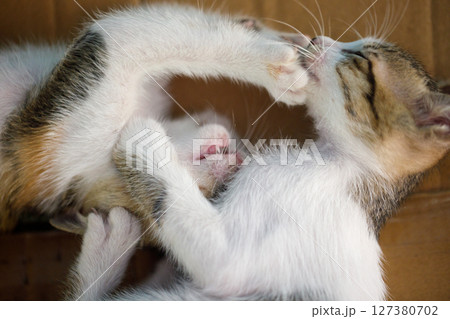 Two playful kittens wrestling in cardboard box, mouths open and paws raised Two playful kittens wrestling in cardboard box, mouths open and paws raised 127380702