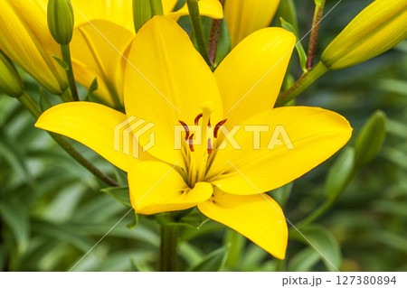 白馬岩岳百合園の百合の花 白馬岩岳百合園の百合の花 127380894