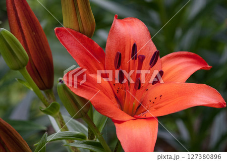 白馬岩岳百合園の百合の花 127380896