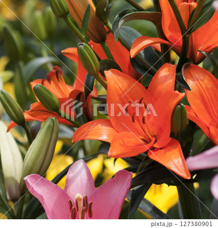 白馬岩岳百合園の百合の花 127380901