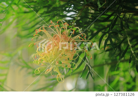 グレビレアココナッツアイスの正面から見た花 127381126