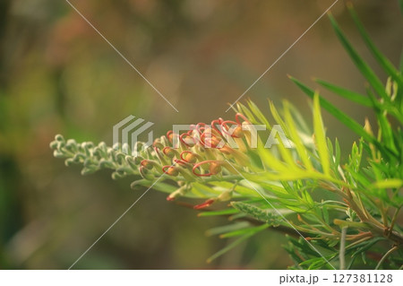 グレビレア ココナッツアイスの咲き始めの花の様子 127381128