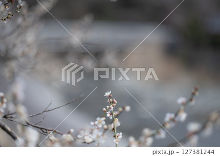 梅の花 127381244