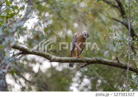 The red-shouldered hawk bird perching on a tree branch looking for prey to hunt in summer forest 127381327