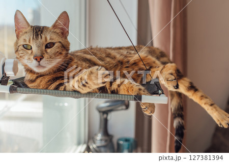 Cute little bengal kitty cat laying on the cat's window bed watching on the room. 127381394