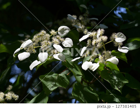 イワガラミ 127381405