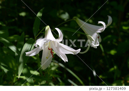 ササユリ 127381409