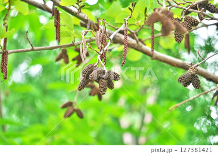 昨年のヤマハンノキの実（春、五月） 127381421