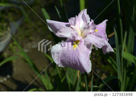 津の花 ハナショウブ 津の花 ハナショウブ 127381698