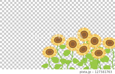 Landscape of sunflowers lined up side by side 127381763