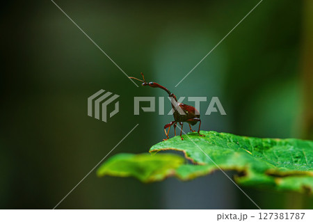 Giraffe Weevil Beetle insects on the leaf in real nature in Thailand Giraffe Weevil Beetle insects on the leaf in real nature in Thailand 127381787