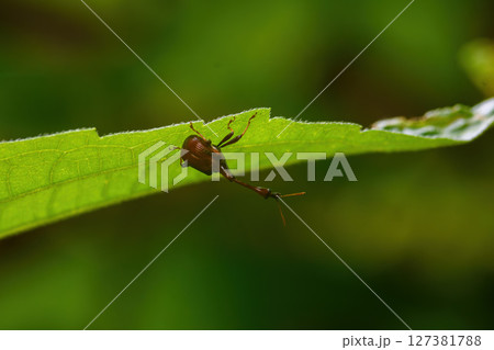 Giraffe Weevil Beetle insects on the leaf in real nature in Thailand Giraffe Weevil Beetle insects on the leaf in real nature in Thailand 127381788
