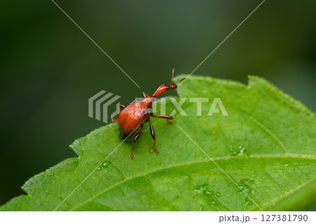 Giraffe Weevil Beetle insects on the leaf in real nature in Thailand Giraffe Weevil Beetle insects on the leaf in real nature in Thailand 127381790