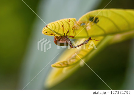 Giraffe Weevil Beetle insects on the leaf in real nature in Thailand Giraffe Weevil Beetle insects on the leaf in real nature in Thailand 127381793