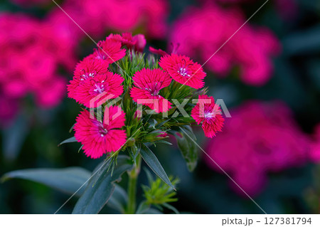 Dianthus flower Also called "pinks," blooming in the garden, in Thailand Dianthus flower Also called "pinks," blooming in the garden, in Thailand 127381794
