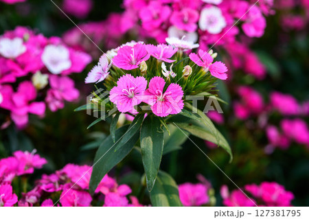 Dianthus flower Also called "pinks," blooming in the garden, in Thailand 127381795