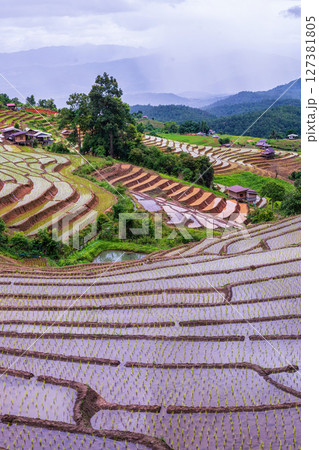 Rice Terrace Pa Bong Piang village is starting to plant rice in Chiang Mai, Thailand 127381805