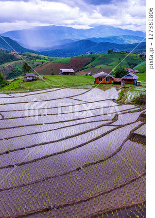 Rice Terrace Pa Bong Piang village is starting to plant rice in Chiang Mai, Thailand 127381806