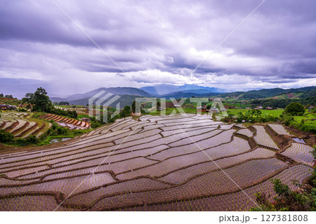 Rice Terrace Pa Bong Piang village is starting to plant rice in Chiang Mai, Thailand 127381808
