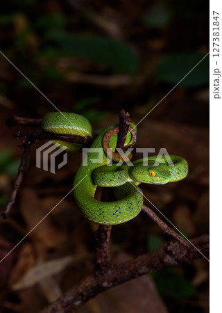 Sumatran Green Pit Viper on tree branch in Thailand rainforest 127381847