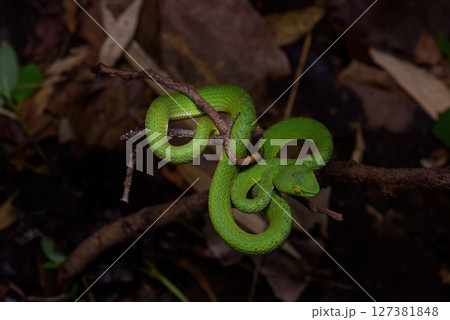 Sumatran Green Pit Viper on tree branch in Thailand rainforest Sumatran Green Pit Viper on tree branch in Thailand rainforest 127381848