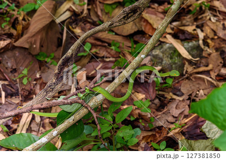 Sumatran Green Pit Viper on tree branch in Thailand rainforest Sumatran Green Pit Viper on tree branch in Thailand rainforest 127381850
