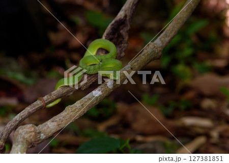 Sumatran Green Pit Viper on tree branch in Thailand rainforest Sumatran Green Pit Viper on tree branch in Thailand rainforest 127381851