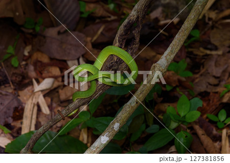 Sumatran Green Pit Viper on tree branch in Thailand rainforest 127381856