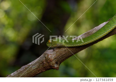 Sumatran Green Pit Viper on tree branch in Thailand rainforest 127381859
