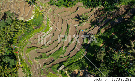 バリ島のウブドにあるテガラランのライステラス風景 127382282