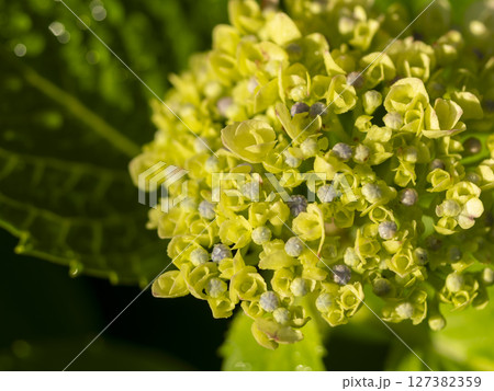 朝日に照らされた紫陽花 127382359