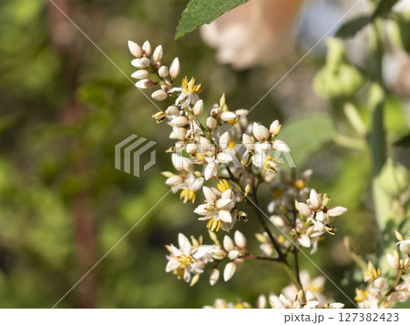 南天の花と蕾 127382423