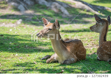 木陰で涼む鹿　奈良公園 127382439