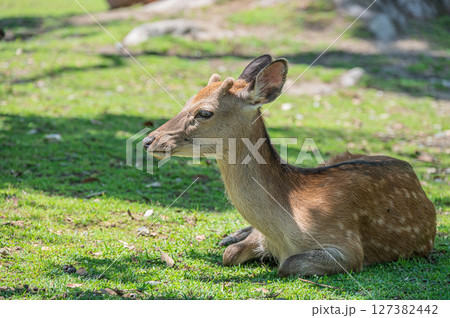 木陰で涼む鹿　奈良公園 127382442