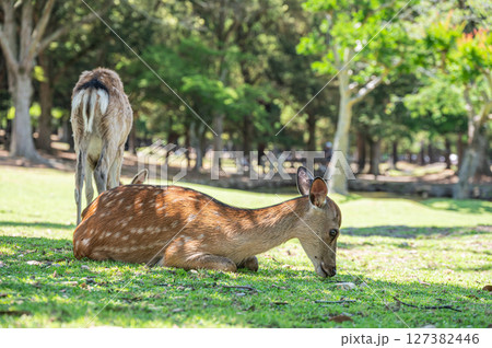 木陰で涼む鹿　奈良公園 127382446