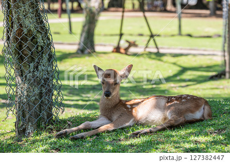 木陰で涼む鹿 奈良公園 木陰で涼む鹿 奈良公園 127382447
