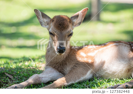 木陰で涼む鹿　奈良公園 127382448