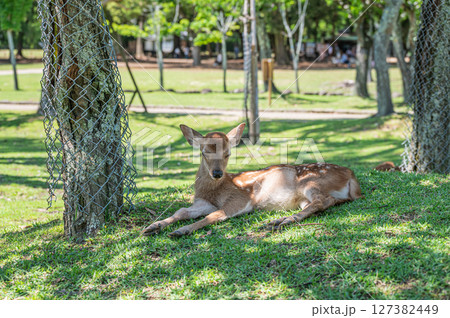 木陰で涼む鹿　奈良公園 127382449