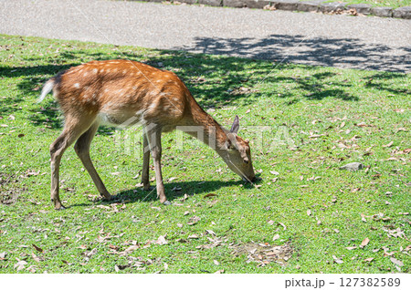 草を食べる鹿　奈良公園 127382589
