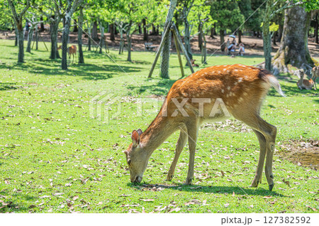 草を食べる鹿　奈良公園 127382592