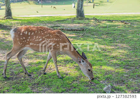 草を食べる鹿　奈良公園 127382593