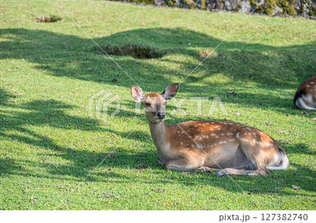 木陰でくつろぐ鹿 奈良公園 木陰でくつろぐ鹿 奈良公園 127382740