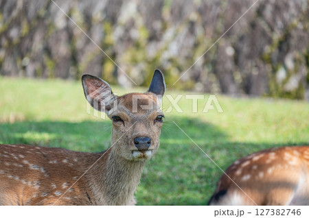 木陰でくつろぐ鹿　奈良公園 127382746