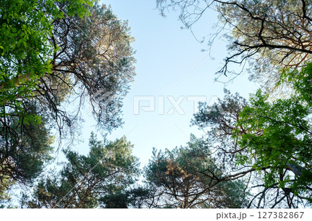 Trees Seen from Below with Clear Blue Sky. Forest Nature Background. Outdoor Environment Scene. Trees Seen from Below with Clear Blue Sky. Forest Nature Background. Outdoor Environment Scene. 127382867