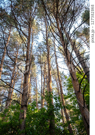 Looking Up at Tall Pine Trees On a Bright Day in Nature. Looking Up at Tall Pine Trees On a Bright Day in Nature. 127382868