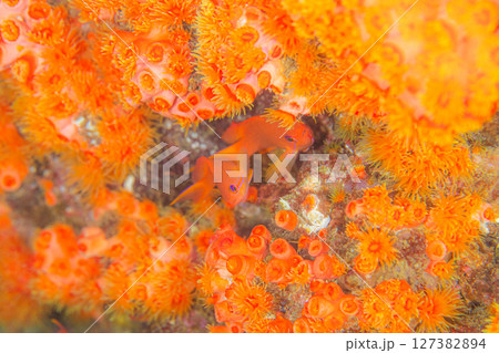 オレンジお花畑で 127382894