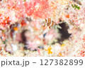 顔面偏差値高め 127382899
